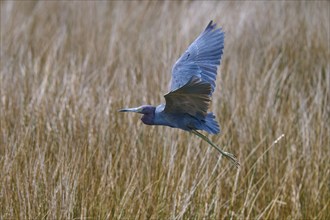 Great Blue Heron (Egretta caerulea), flying over marsh grass, Black Point Wildlife Drive,