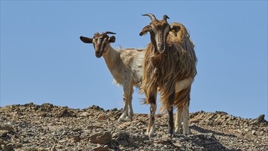 Two goats on a rocky hill under a clear sky, goat (s), free-range, central north of the island,