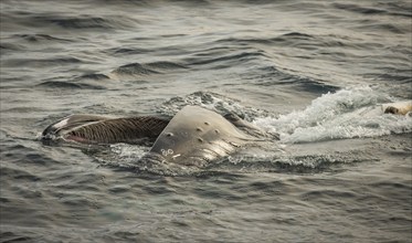 Humpback whale (Megaptera novaeangliae) feeding at the sea surface, Barents Sea, Northeast Iceland,