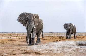 African elephant (Loxodonta africana), two elephants in the savannah, in the evening light, Nxai