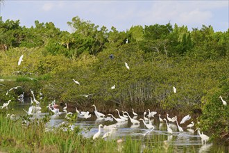 Great Egret (Egretta alba), Great White Egret (Egretta thula), group of birds gathering in a green