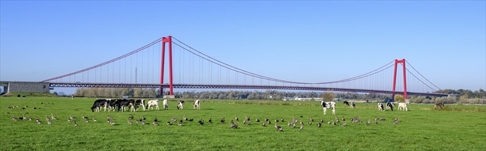 Panorama view over Rhine meadows on the left bank of the Rhine to earth-anchored suspension bridge