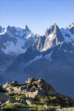 Alpine ibex (Capra ibex), adult male, in front of a mountain landscape in the morning light, in the