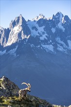 Alpine ibex (Capra ibex), adult male, in front of a mountain landscape in the morning light, in the