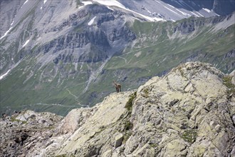 Alpine ibex (Capra ibex), on a rock, Aiguille Rouges, Chamonix, France, Europe