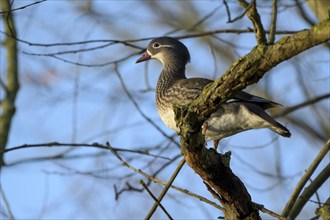 Mandarin duck (Aix galericulata), female, sitting in a tree, Heiligenhaus, North Rhine-Westphalia,