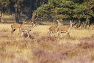 Red deer (Cervus elaphus), Hoge Veluwe National Park, Netherlands