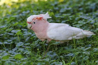 Inca cockatoo (Cacatua leadbeateri), Germany, Europe