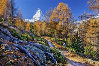 Hiking trail on the Riffelalp with golden yellow larches and Matterhorn 4478m in autumn, Zermatt,