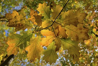 Red oak (Quercus rubra), branch with autumn leaves against the light, North Rhine-Westphalia,