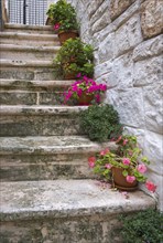 Weathered stone staircase decorated with colourful flowers in terracotta pots, Cisternino, Apulia,