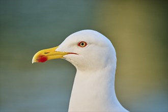 Yellow-legged gull (Larus michahellis), portrait, Venice, Italy, Europe