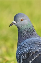 Feral pigeon (Columba livia domestica), portrait, Venice, Italy, Europe