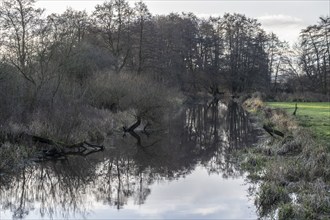 Floodplain landscape with alders (Alnus glutinosa) and willows (Salix), Emsland, Lower Saxony,