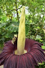 Flower of the titanium root (Amorphophallus titanum), largest flower in the world, Botanical Garden