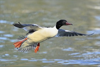 Goosander (Mergus merganser), male in flight, Lake Zug, Switzerland, Europe