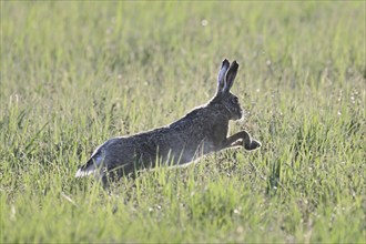 European hare (Lepus europaeus), jumping across a field, Lake Neusiedl National Park, Seewinkel,