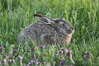 European hare (Lepus europaeus), in the Sasse, Lake Neusiedl National Park, Seewinkel, Burgenland,