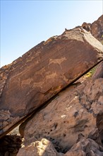 Depictions of animals on a rock slab, petroglyphs, rock engravings, Twyfelfontein, Kunene, Namibia,