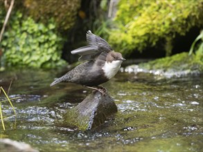 Common Dipper (Cinclus cinclus), adult bird perched on a stonein a hill stream, stretching its