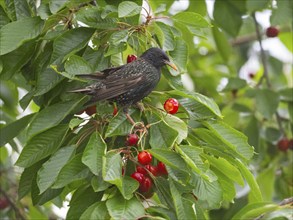 European Starling (Sturnus vulgaris), adult bird perched in a cherry tree, feeding on ripe