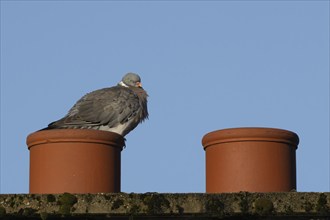 Wood pigeon (Columba palumbus) adult bird on an urban house rooftop chimney, England, United