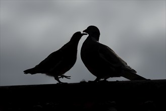 Wood pigeon (Columba palumbus) silhouette of two birds a juvenile baby cobb asking for food from an