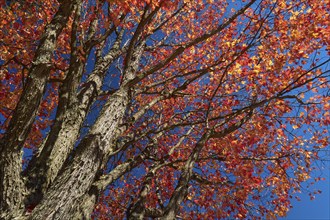 Autumn tree (Acer), with red leaves in front of a clear blue sky, New Hampshire, New England, USA,