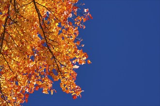 Maple (Acer), with orange-red foliage against a bright blue sky, New Hampshire, New England, USA,