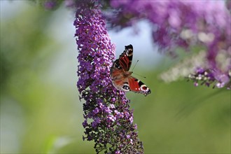 A colourful butterfly sits on a purple lilac flower in summer, peacock butterfly, Braunschweig,