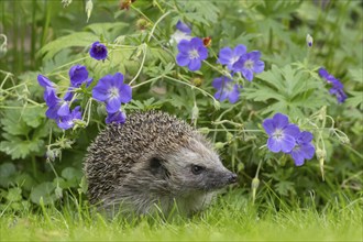 European hedgehog (Erinaceus europaeus) adult animal on a garden lawn with flowering blue geranium