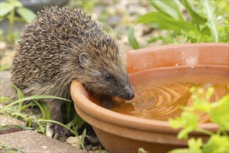 European hedgehog (Erinaceus europaeus) adult animal drinking water from a garden plant saucer in