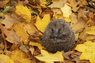 European hedgehog (Erinaceus europaeus) adult animal on fallen autumn leaves in a garden, Suffolk,