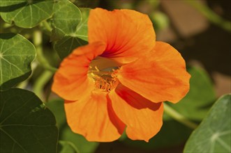 Flower impression, Garden nasturtium (Tropaeolum majus)