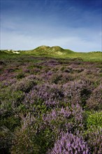 Heather in the dunes, Amrum, North Frisian Islands, Schleswig-Holstein, Germany, Europe