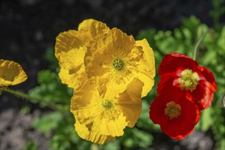 Yellow Iceland poppy (Papaver nudicaule), Bavaria, Germany, Europe