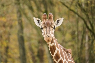 Reticulated giraffe (Giraffa camelopardalis reticulata), portrait, Germany, Europ, Europe