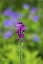 Golden varnish, Erysimum, Bowles Mauve variety, North Rhine-Westphalia, Germany, Europe