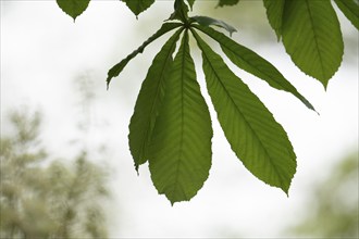 Chestnut (Castanea) Blossom blurred on the left in the picture, in the foreground chestnut leaf