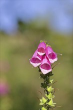 Common foxglove (Digitalis purpurea), flowers, from the plantain family, highly toxic, deadly