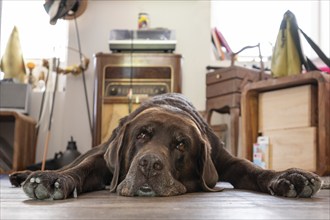 Tired dog, Labrador breed, lying flat on the floor in the living room, Baden-Württemberg, Germany,