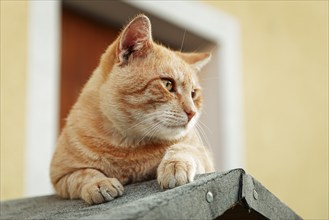 Orange house cat (Felis catus) sits on a roof and looks attentively to the side