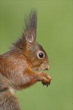 Eurasian red squirrel (Sciurus vulgaris) adult animal, animal portrait, head portrait, mammal,