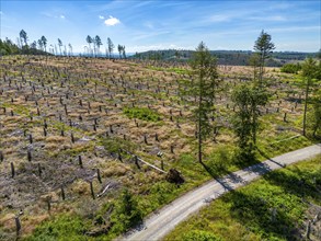 Cleared forest in the Eggegebirge, near Lichtenau, Paderborn district, site of a spruce forest that