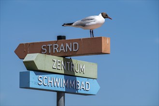 North Sea island Langeoog, signpost to the beach, seagull, Lower Saxony, Germany, Europe