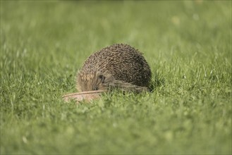 European hedgehog (Erinaceus europaeus) standing in a green meadow during the day and eating from a