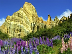 New Zealand, Pinnacles and lupins, Abel Tasman National Park, New Zealand, Oceania