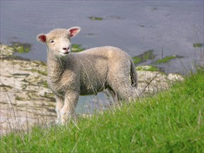 New Zealand, Young sheep, Lamb, South Island, New Zealand, Oceania