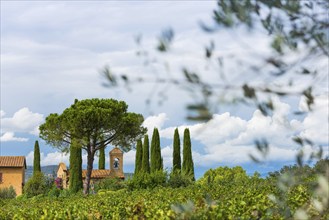 Viticulture, agriculture, agribusiness, winegrower, wine, red wine, plantation, Suvereto, Tuscany,