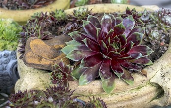 Houseleek (Sempervivum 'Hayling'), North Rhine-Westphalia, Germany, Europe